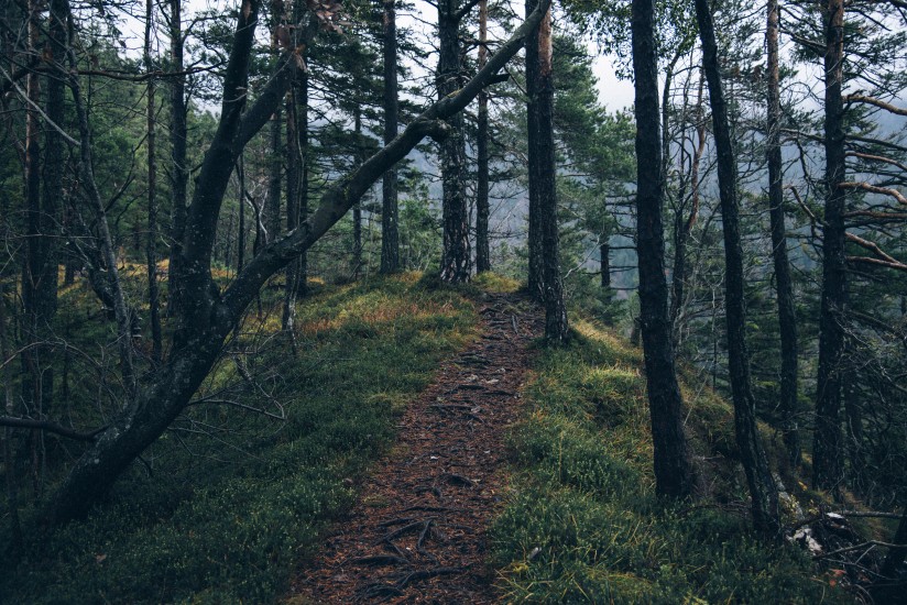 Adventure Forest Nature 4029 824x550