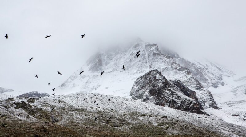 Birds Cold Fog 4037 825x550